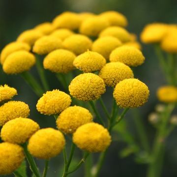 yellow blue tansy flowers with greenery
