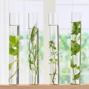 3 beakers with water and botanicals inside it
