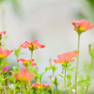 purslane flowers (pink petals) on a light background