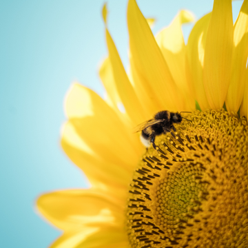 a sunflower with a bee on it