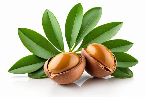image of argan oil nuts, both of them cut open with leaves