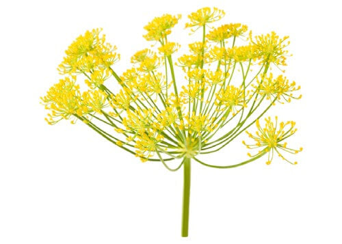 an image of the yellow plant Asafetida