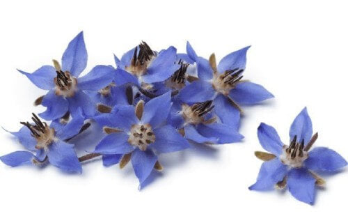 an image showing a group of purple-blue flowers