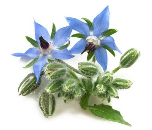 an image of a plant with prickly pods and light blue flowers