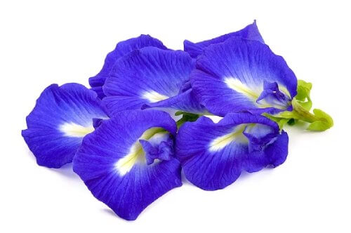 an image of deep purple flower leaves