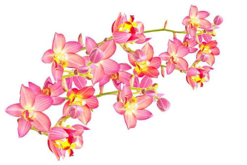 an image of a branch of pink and yellow flowers, Calanthe flowers