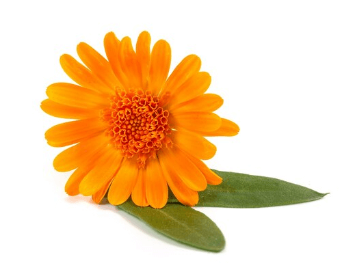 an image of Calendula, showing an orange flower