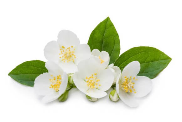 an image showing a Camelia flower, a white flower