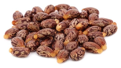 an image for Castor Seed Oil showing a group of brown nuts