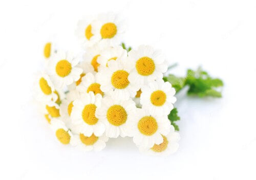 an image of Chamomile flowers which look like small daisies