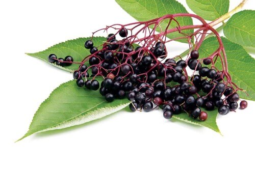 an image of Elderberry on green leaves
