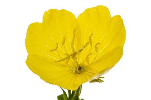 an image of evening primrose, a yellow flower
