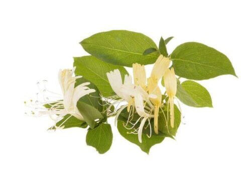 an image of japanese honeysuckle