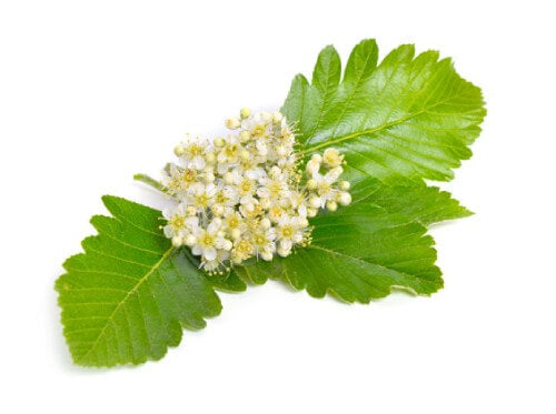 an image of meadowsweet flower and leaves