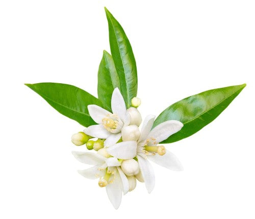 an image of neroli flower on a white background