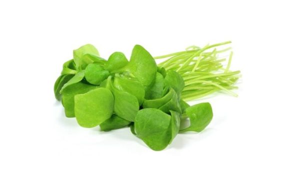 a bunch of purslane on a white background