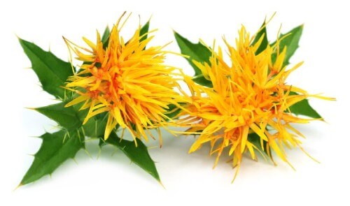 an image of safflower plant on a white background
