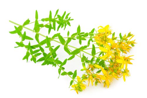 an image of a St. John's Wort plant on a white background