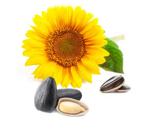 sunflower seed oil on a white background