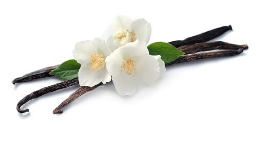 vanilla beans ingredient image on a white background