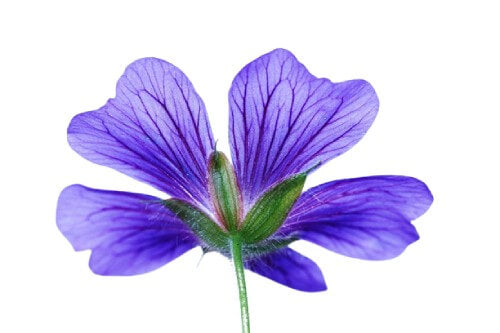 purple geranium flower on a white background