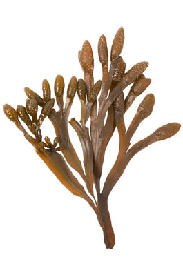 brown plant called bladderwrack on white background