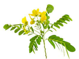 cassia plant with yellow flowers on white background
