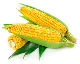 3 pieces of corn with partial husk on white background