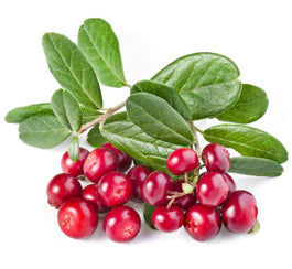 pile of cranberries on white background