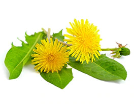 an image of dandelions on a white background