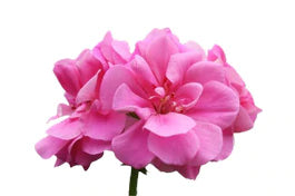dark pink flower, geranium on white background