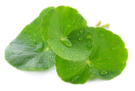 gotu kola leaves on white background