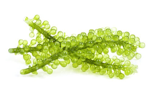 an image of green caviar, a plant made of green fish eggs