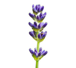sprig of lavandin grosso with purple buds on white background
