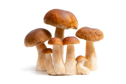 an image of a group of light brown mushrooms