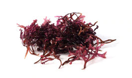 red sea algae on a white background