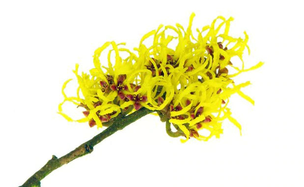 witch hazel, a yellowish plant with a green stem