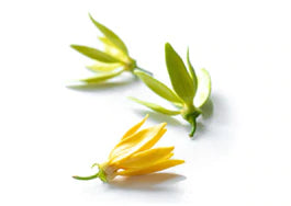 an image of ylang-ylang flower on a white background