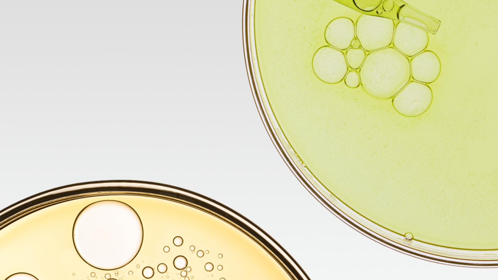 two petri dishes with a pipette inside one