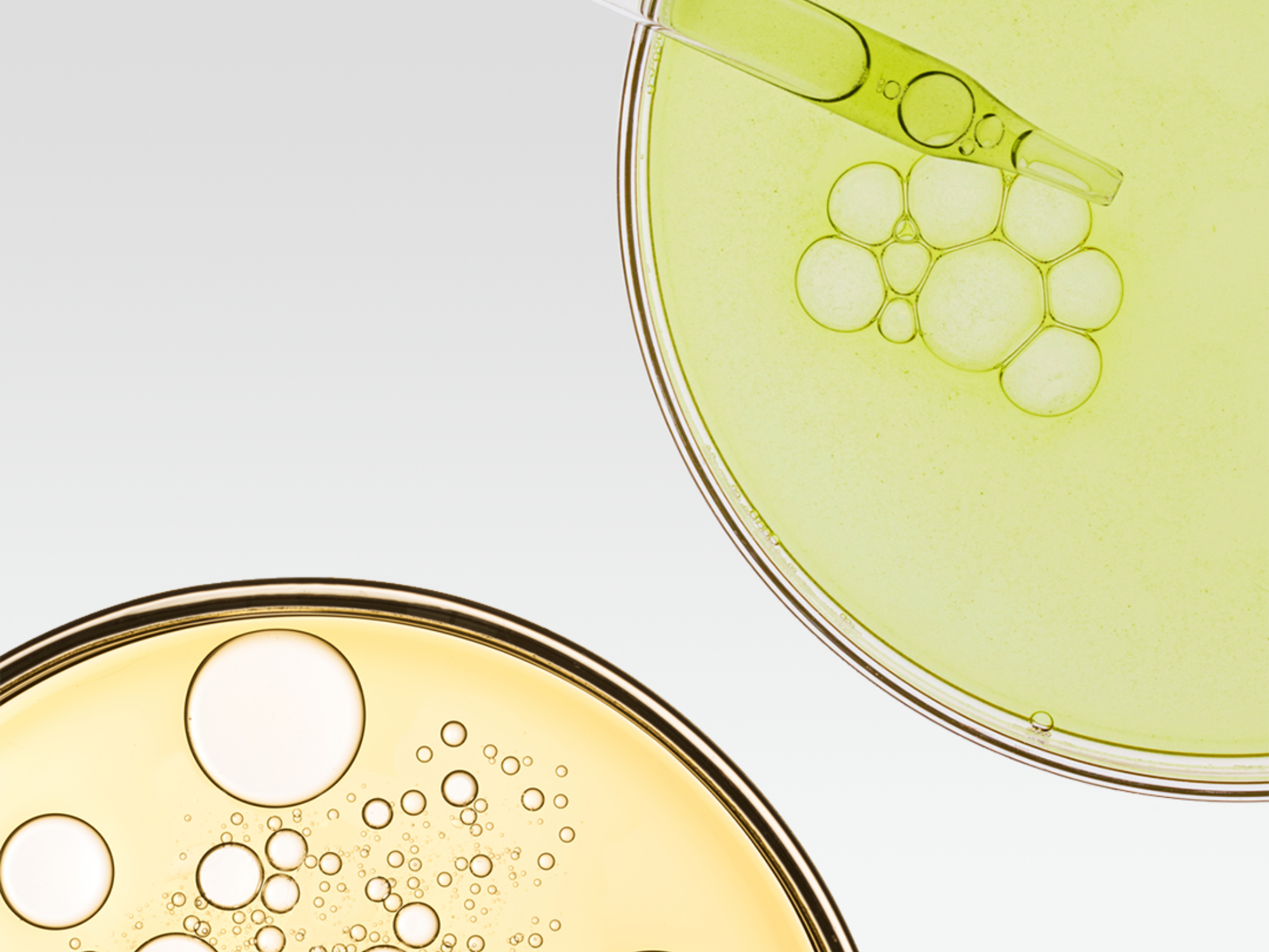 two petri dishes with a pipette inside one