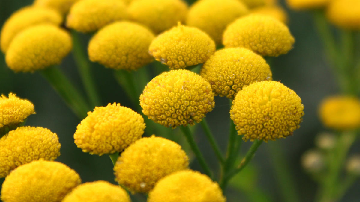 yellow blue tansy flowers with greenery