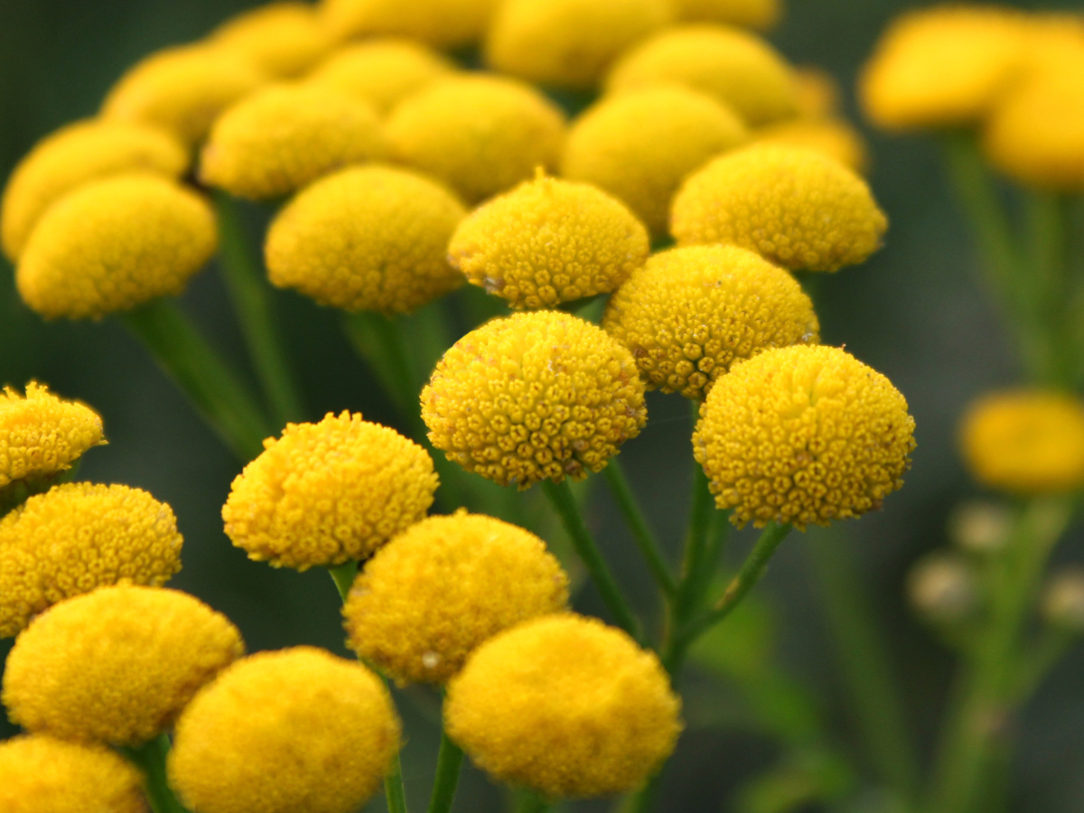 yellow blue tansy flowers with greenery