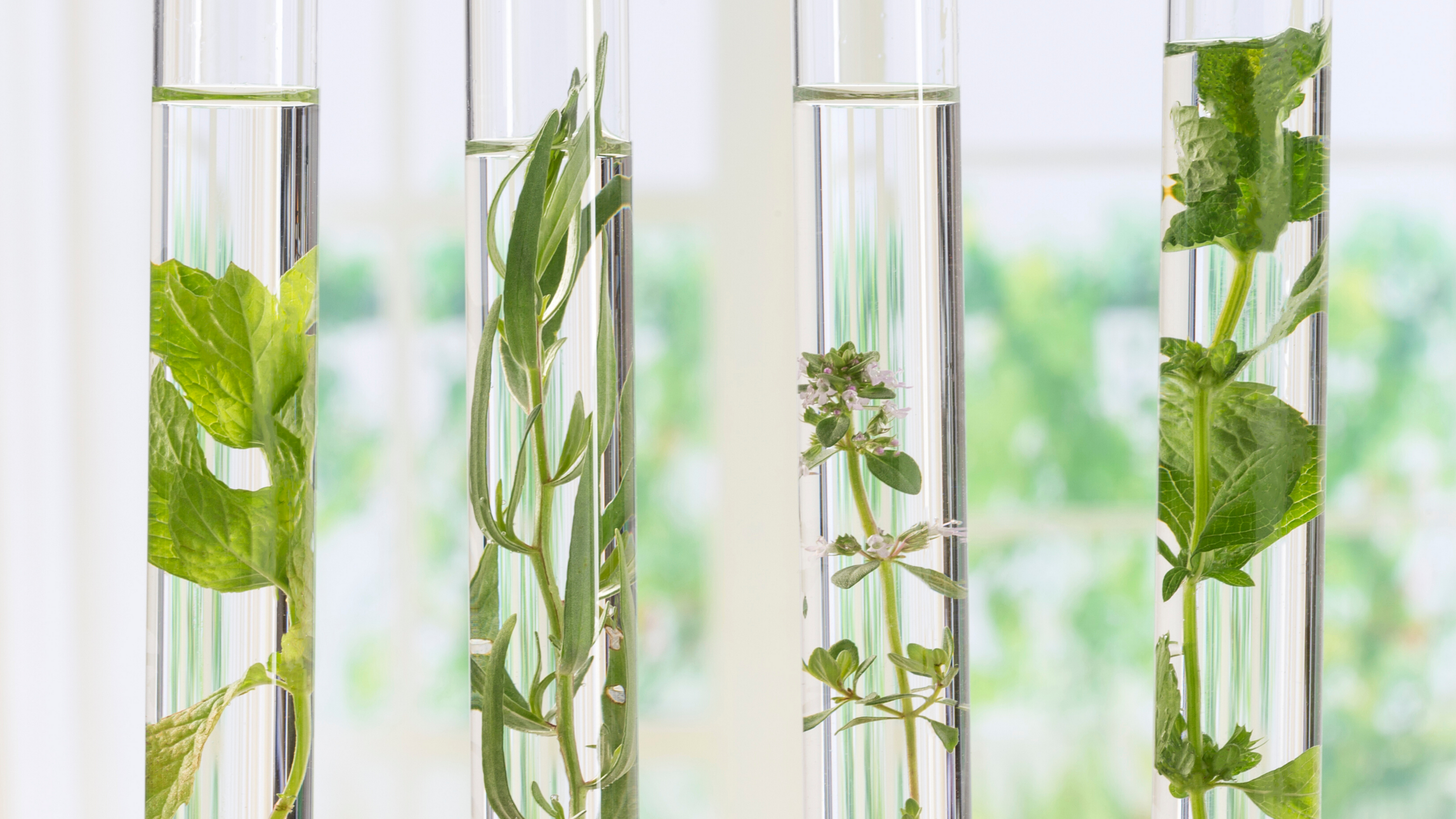 3 beakers with water and botanicals inside it