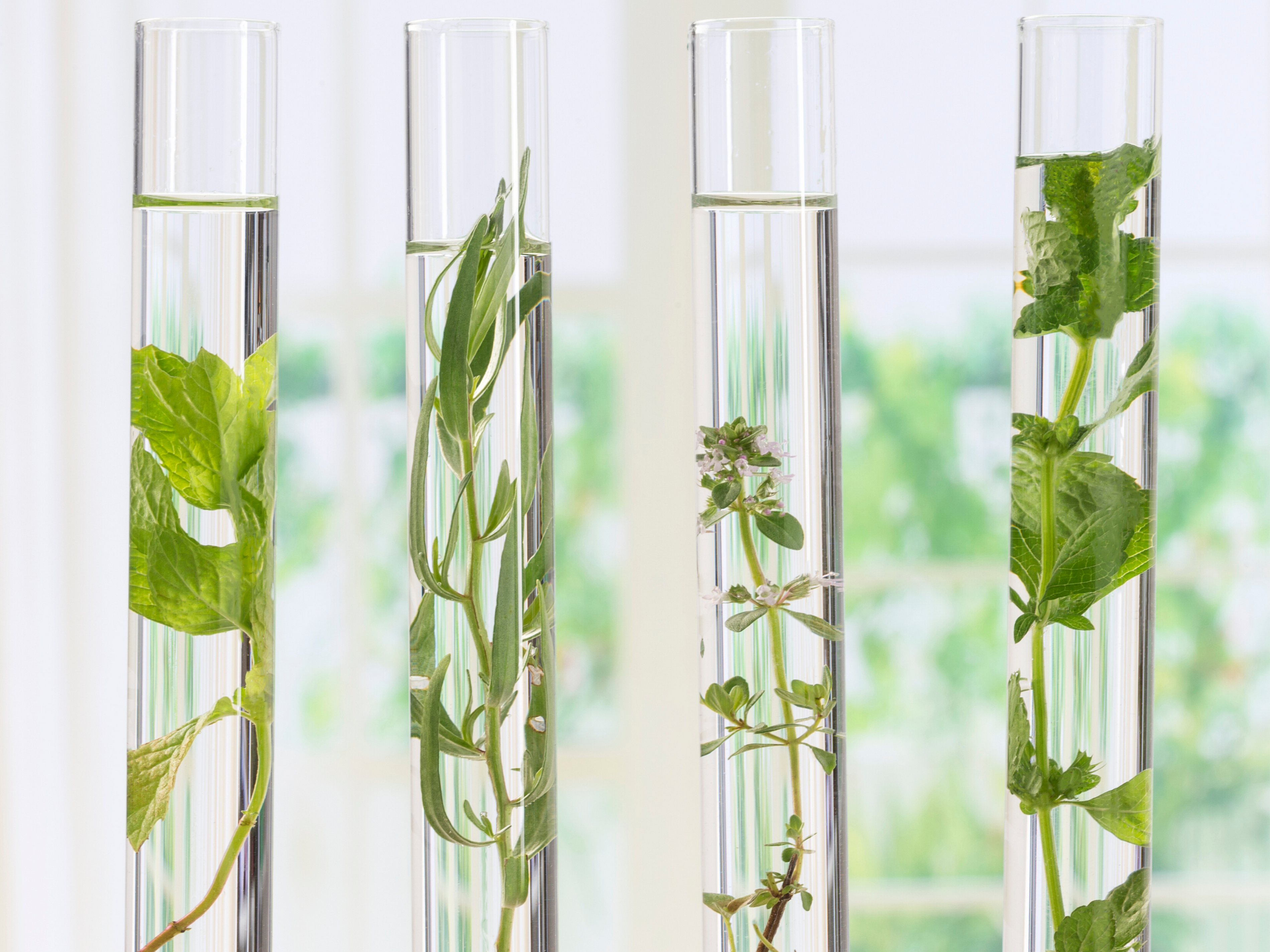 3 beakers with water and botanicals inside it