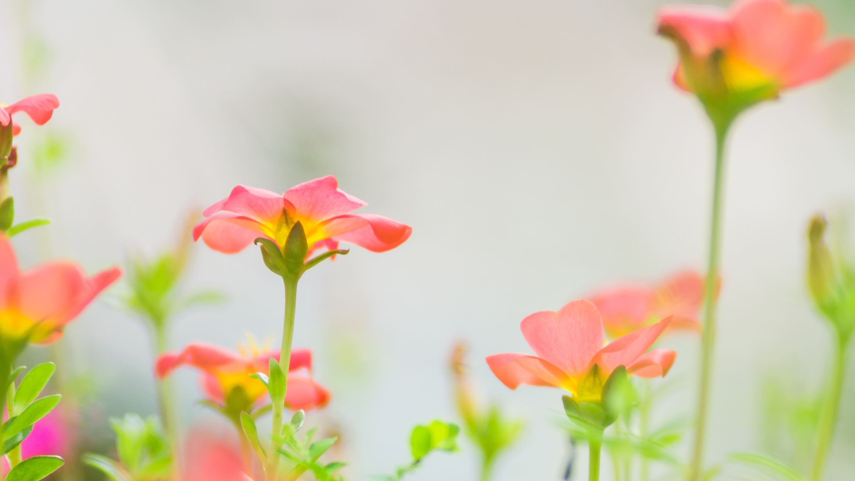 purslane flowers (pink petals) on a light background