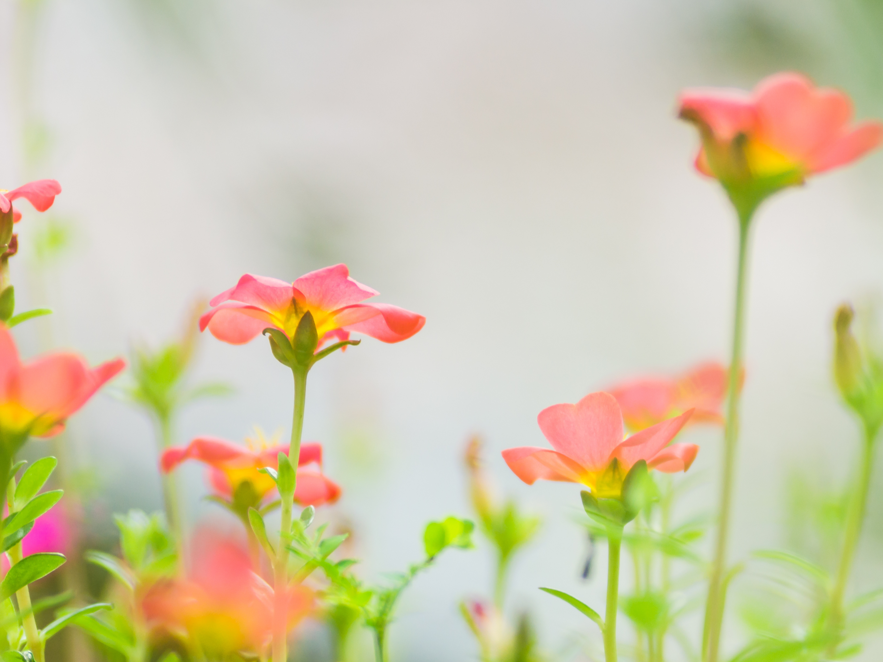 purslane flowers (pink petals) on a light background