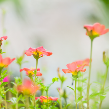 UNLOCKING THE BEAUTY BENEFITS OF PURSLANE IN SKINCARE